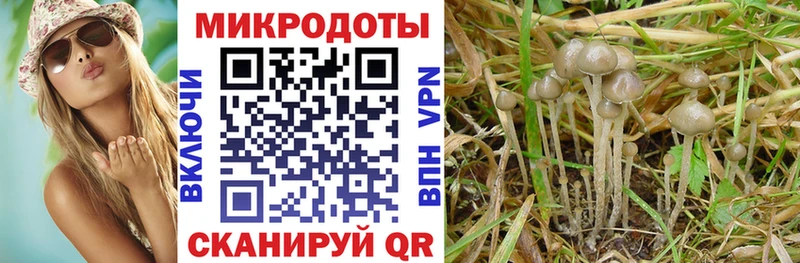 закладка  Сорск  Галлюциногенные грибы прущие грибы 
